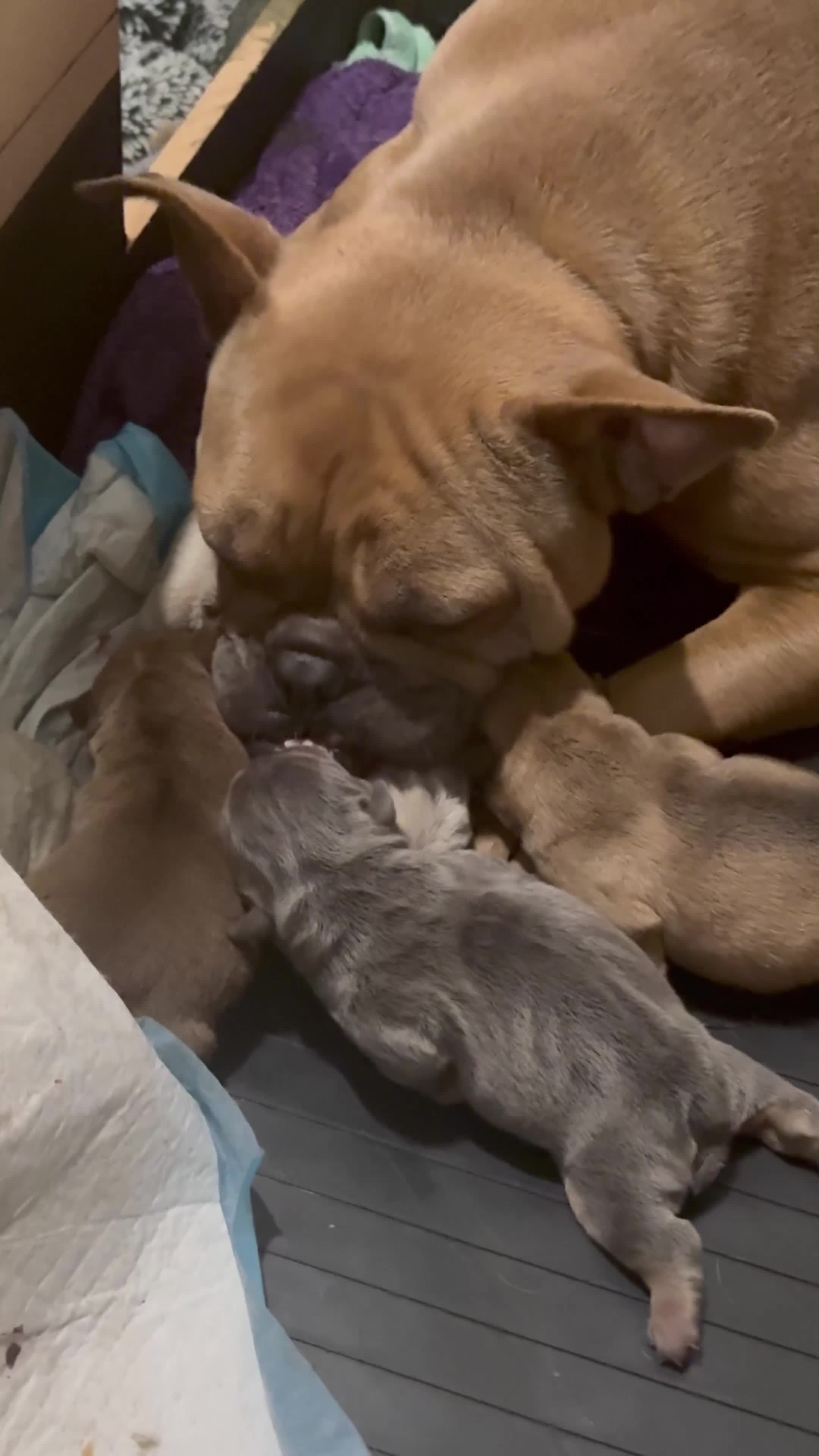 Mixed Breed dogs for sale: 3 girls 1 boy pup for sale - Video 2