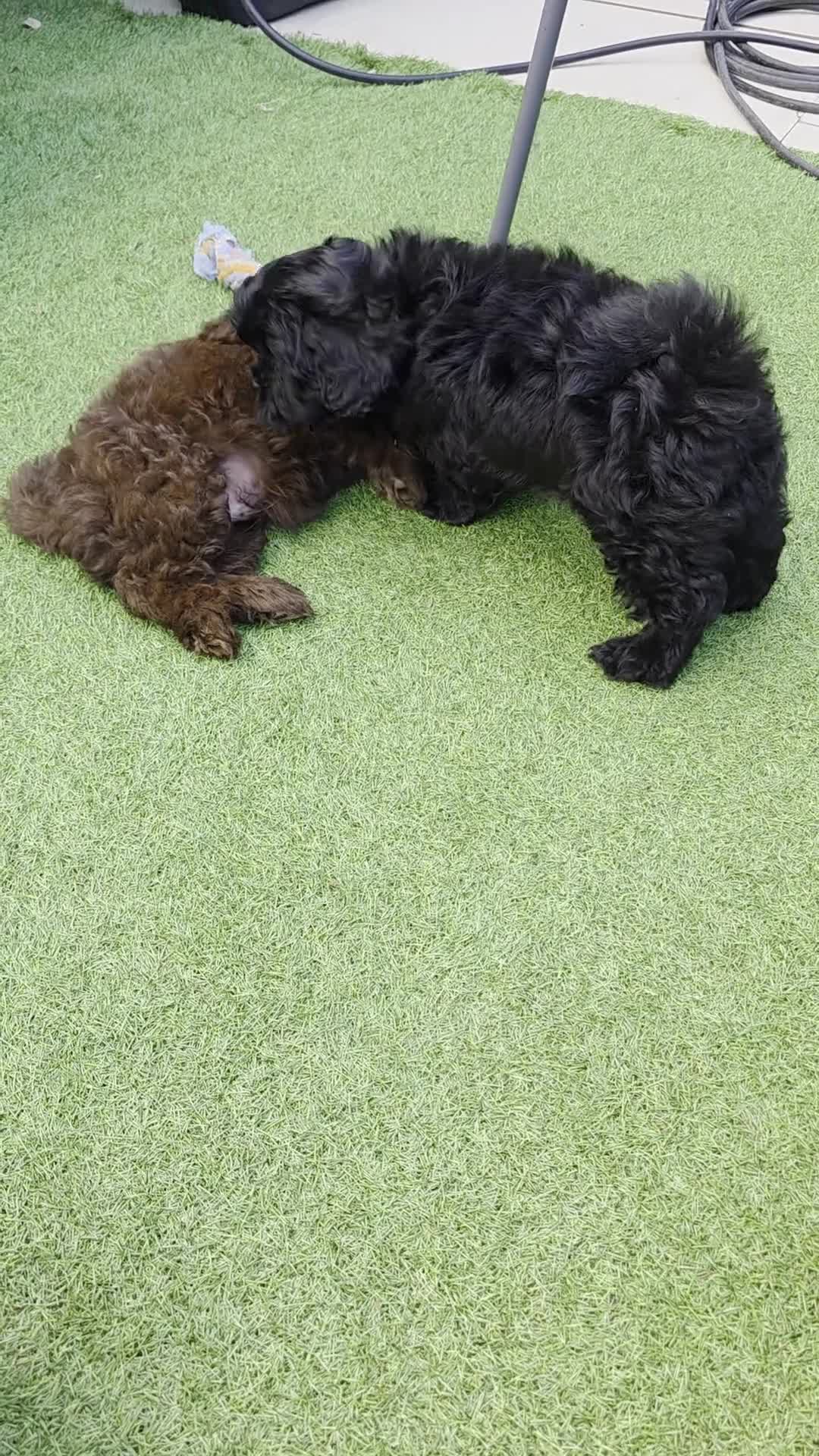 Shihpoo dogs for sale: Male puppy  - Video 1