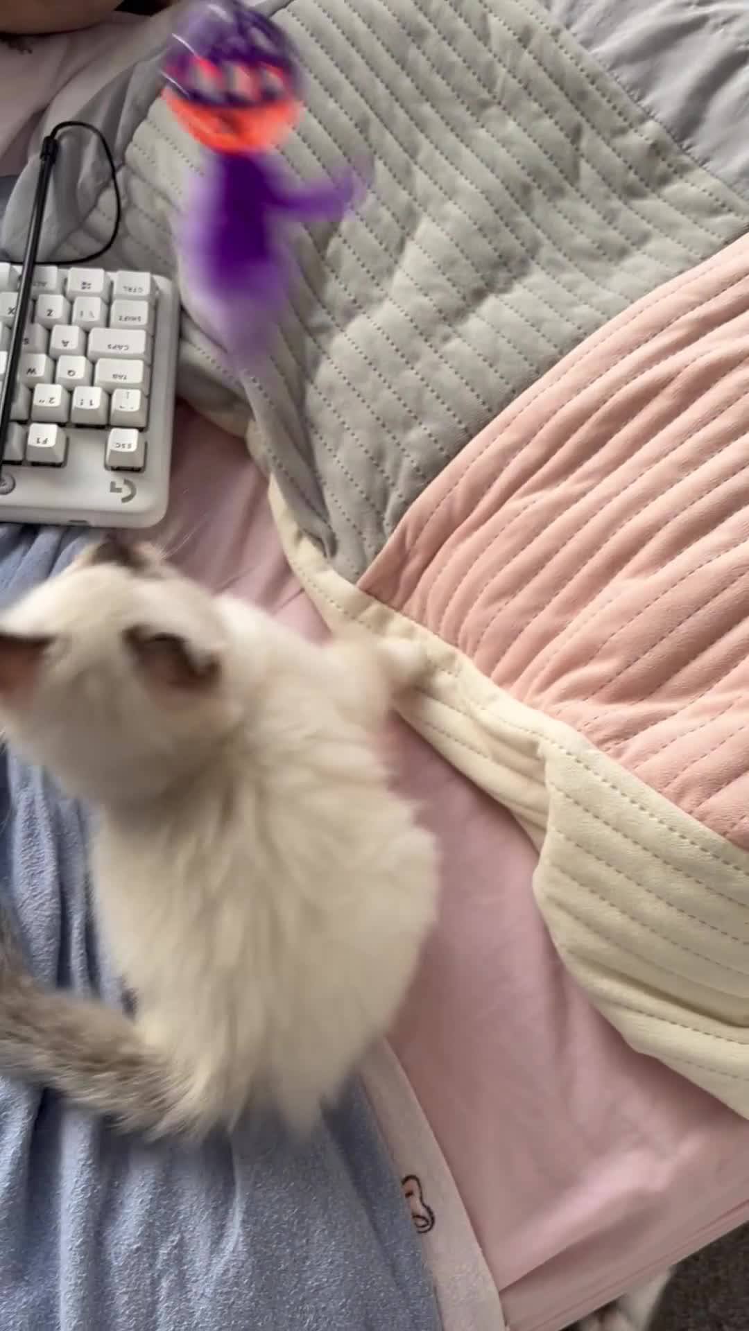 Ragdoll cats for sale: Seal Point Ragdoll looking for forever home - Video 2
