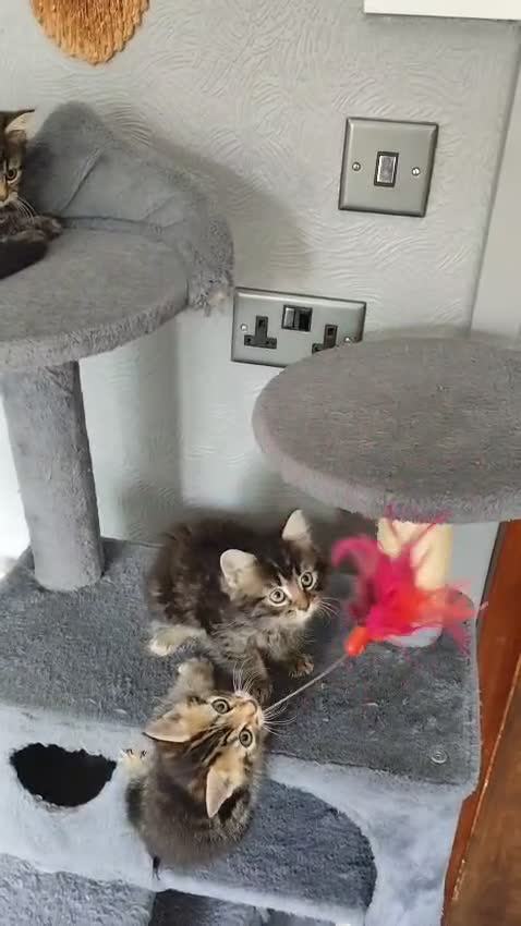 Mixed Breed cats for sale: Beautiful kittens ready for new home - Video 4