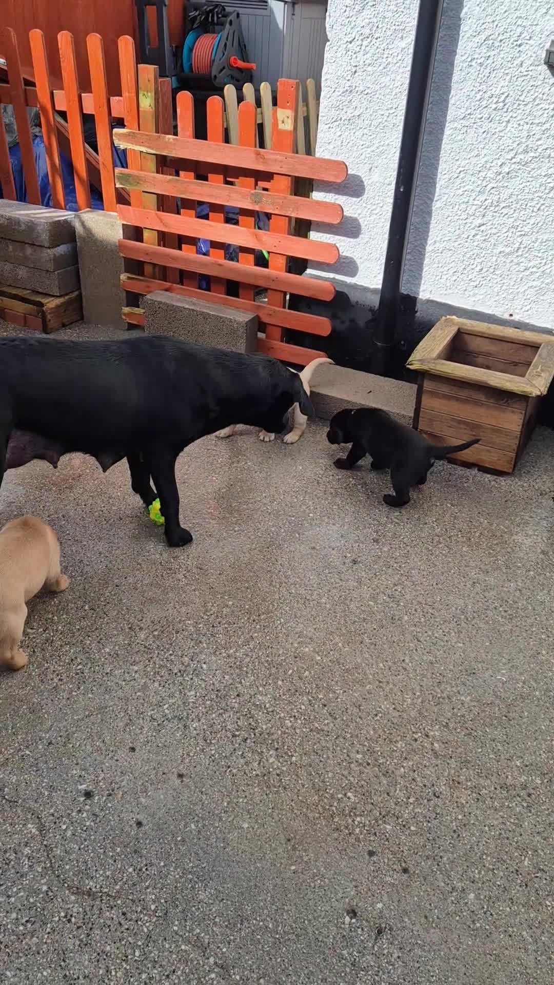 Labrador Retriever dogs for sale: Labrodor retriever kc REDUCE GIRL NEED A HOME NOW  - Video 1