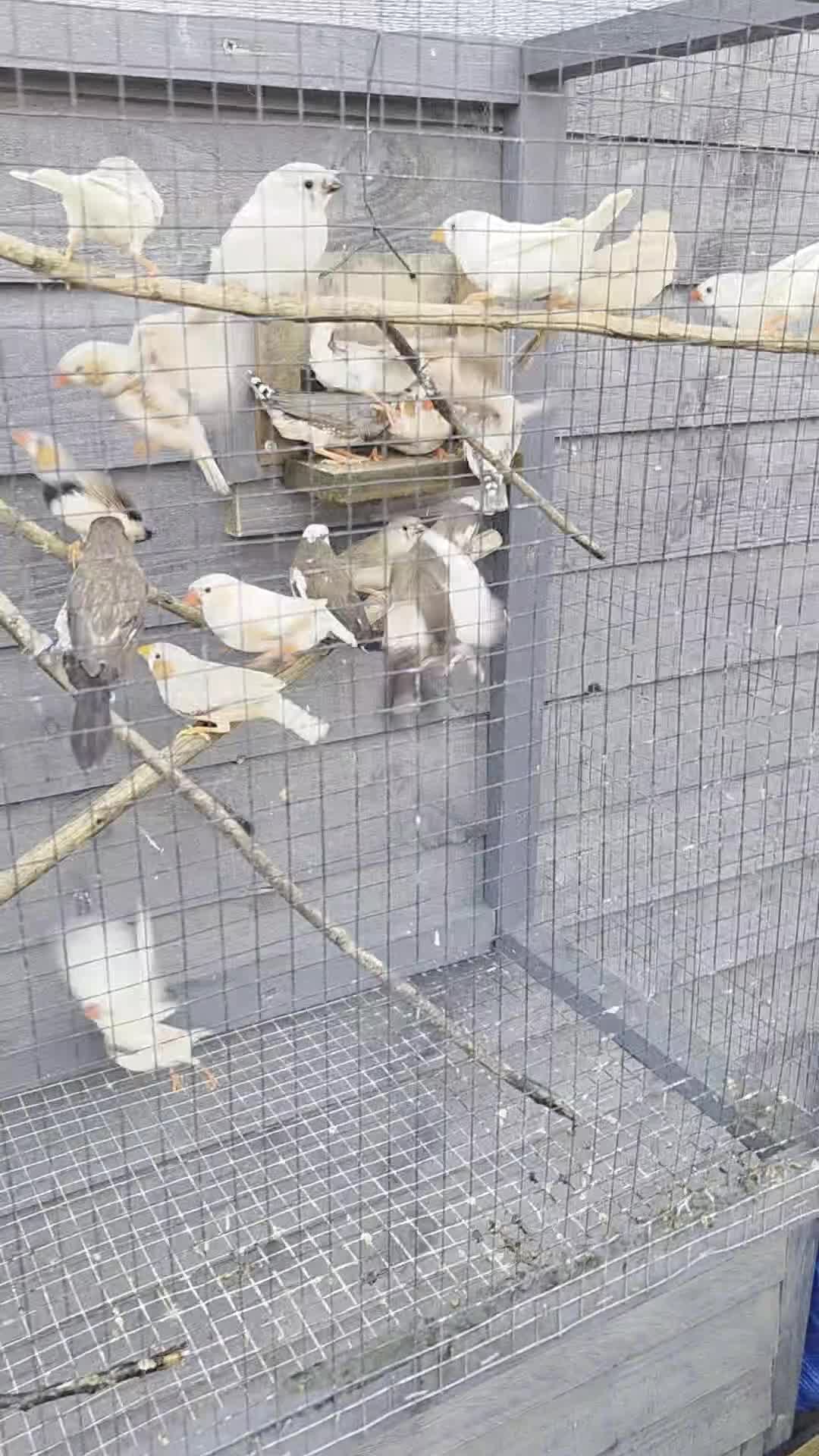 Finches birds for sale: Mixed aviary and indoor breed Zebra finches - Video 2