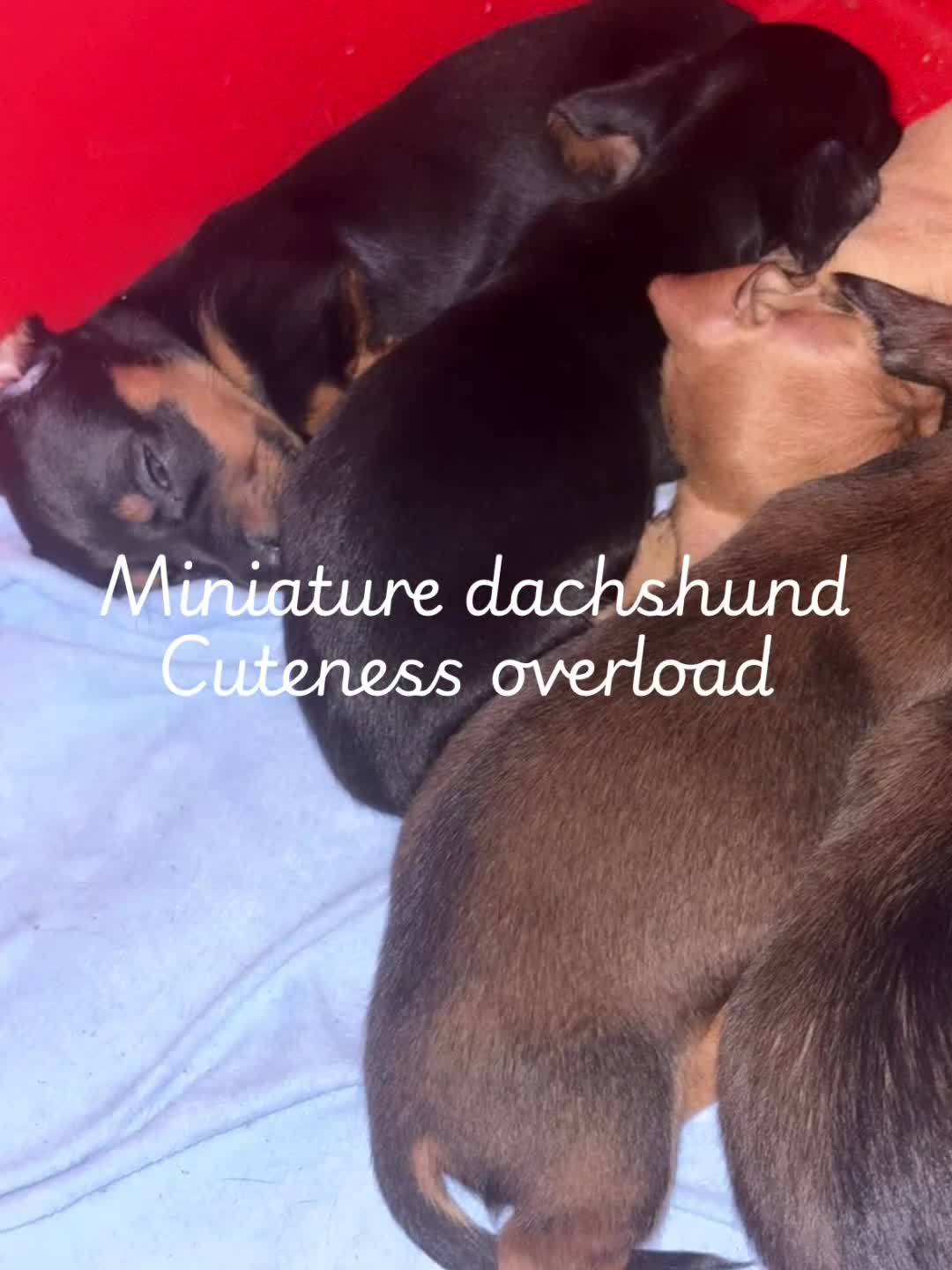 Miniature Dachshund dogs for sale: Miniature dachshund champion bloodline pedigree - Video 1