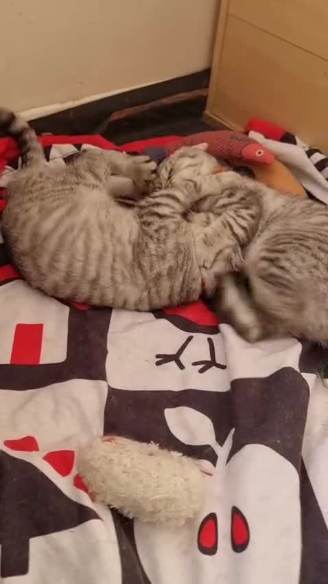 British Shorthair cats for sale: Last 2 Female Tabby BSH Friendly Vac GCCF Pedigree - Video 3