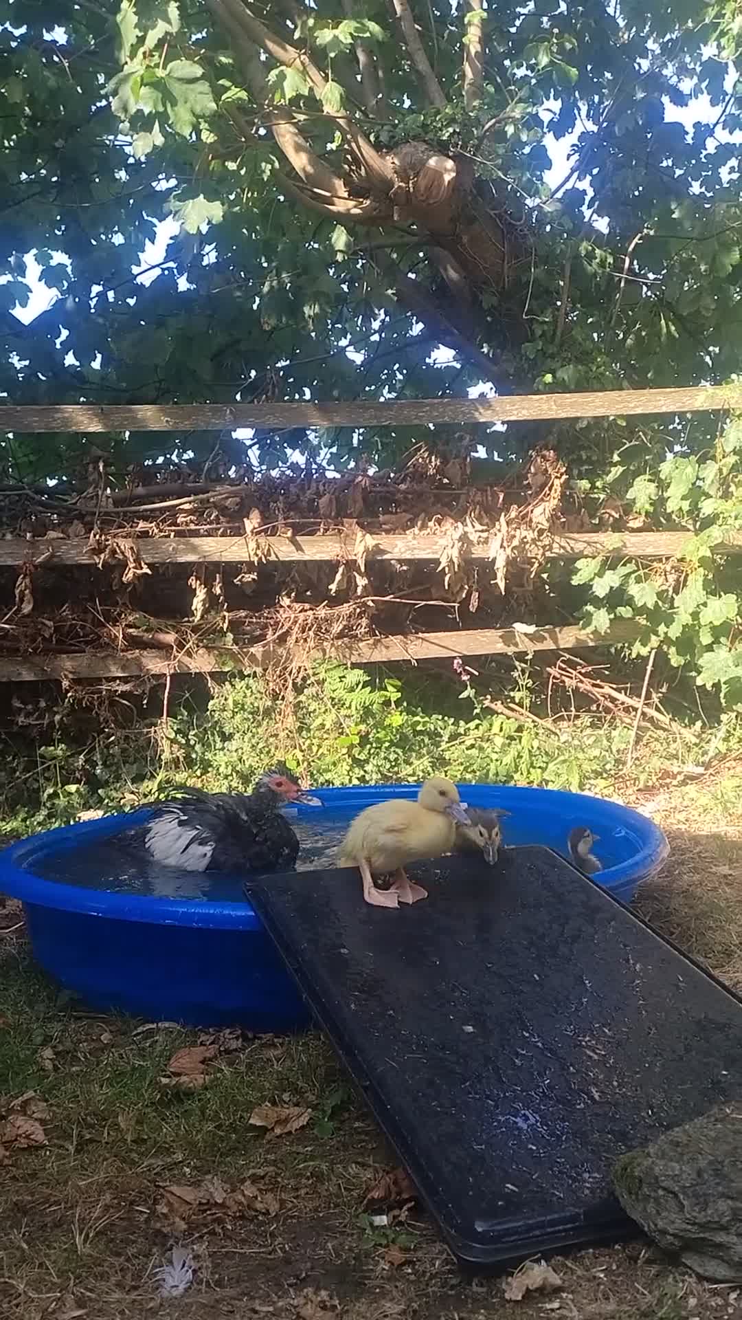 Ducks poultry for sale: Beautiful Muscovy Ducklings  - Video 1