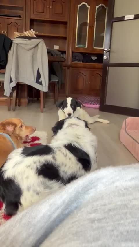 Mixed Breed dogs for adoption: Mask – 8 Month Old Sweet Rescue Puppy - Video 2