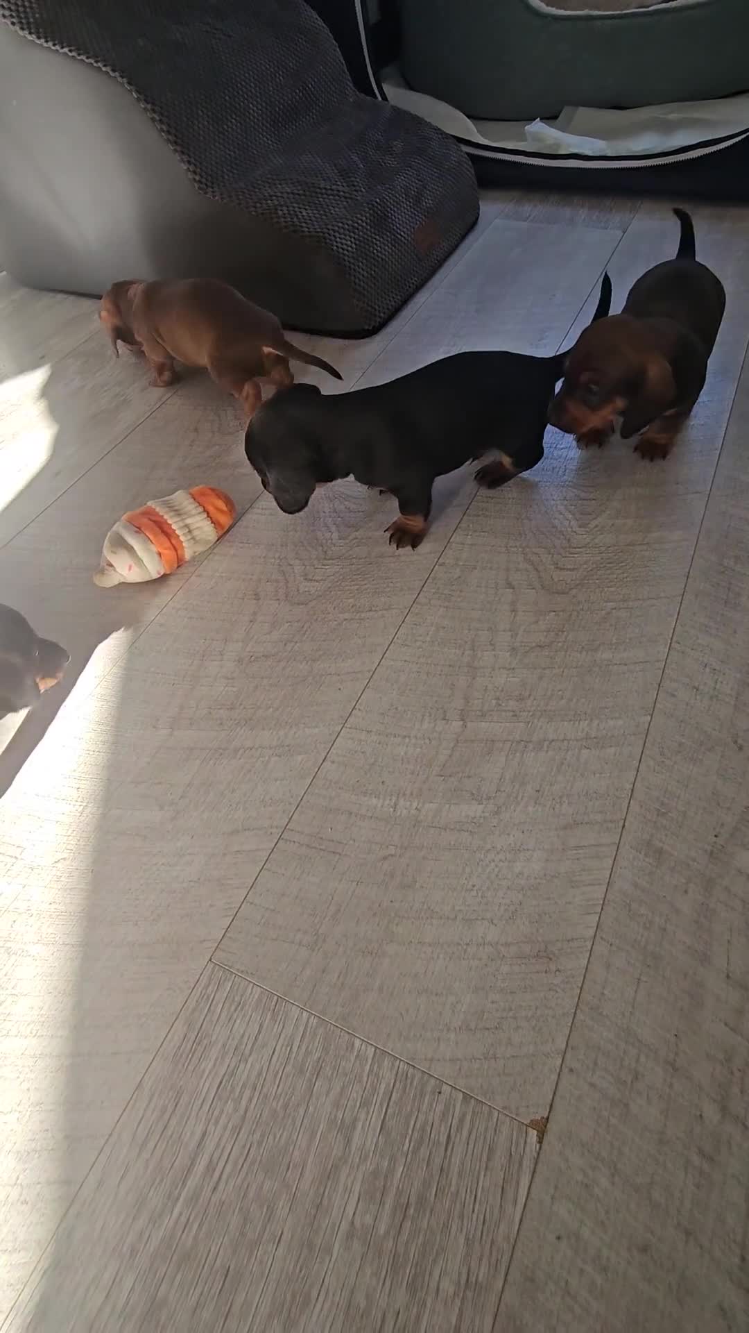 Miniature Dachshund dogs for sale: Miniature dauchshund boys - Video 1