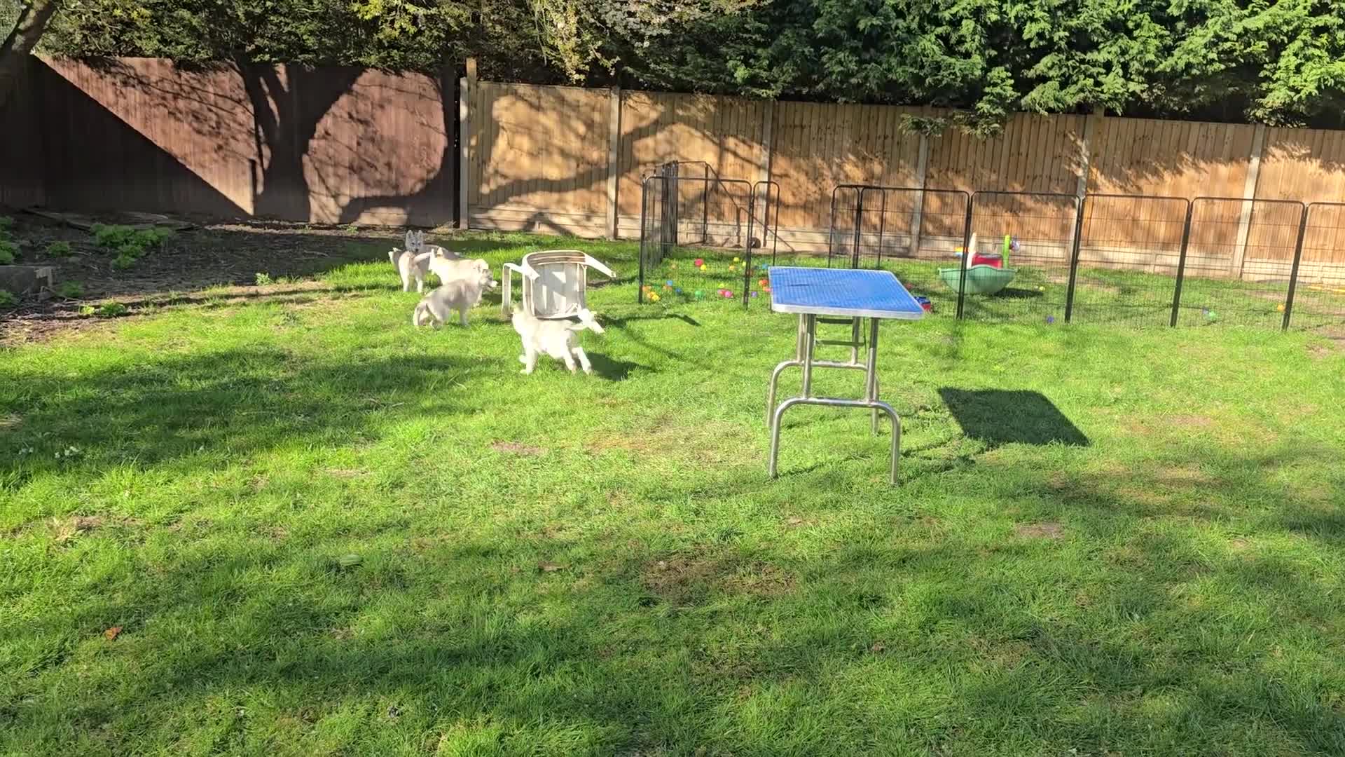 Siberian Husky dogs for sale: Beautiful KC Reg Siberian Husky Puppies - Video 3