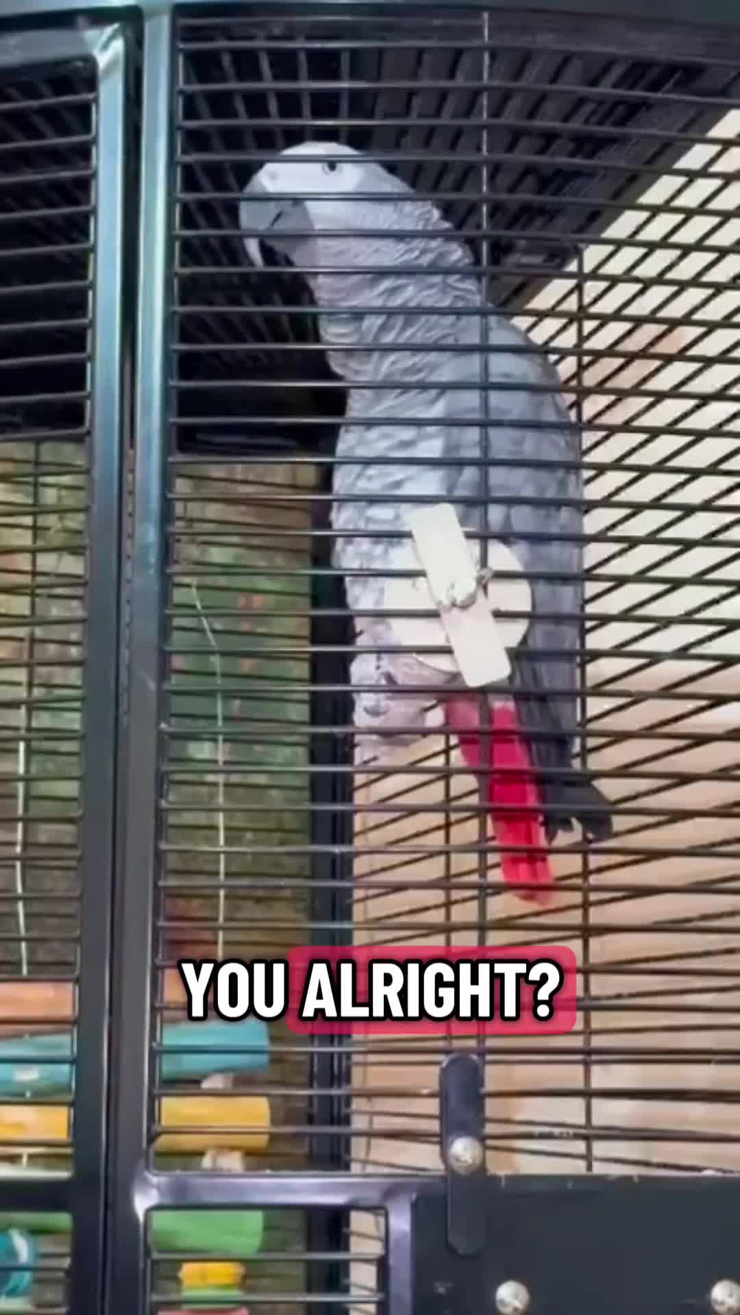 Parrots birds for sale: Highly Talkative African Grey in Dunmow - Video 1