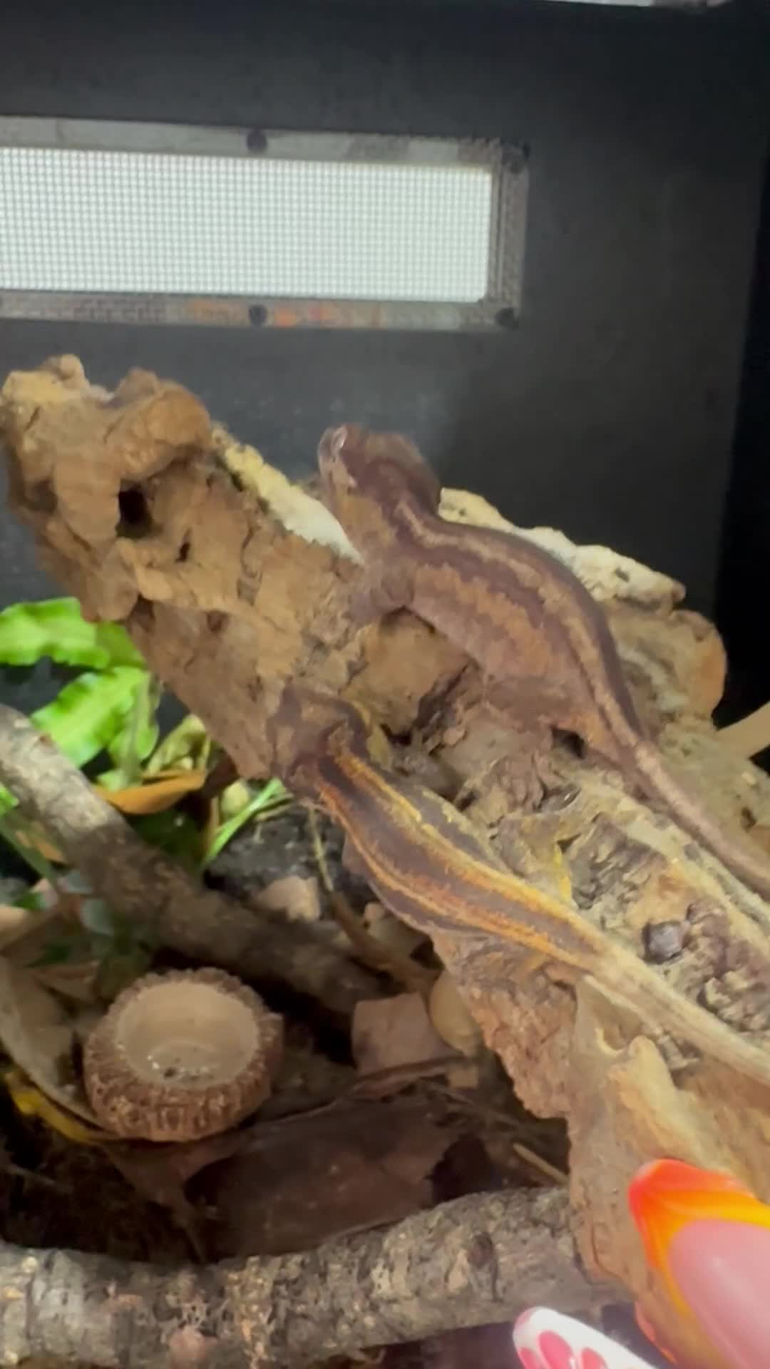 Gecko reptiles for sale: Gargoyle, Crested geckos and mourning geckos  - Video 2
