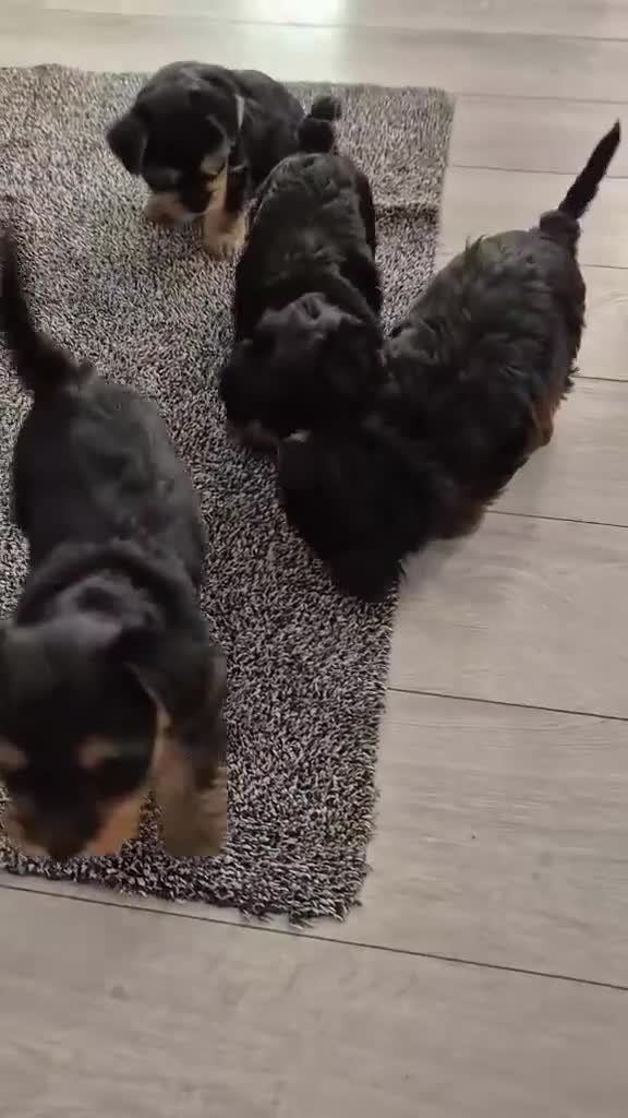 Yorkshire Terrier dogs for sale: Adorable Yorkie Puppies Ready for Loving Homes - Video 2