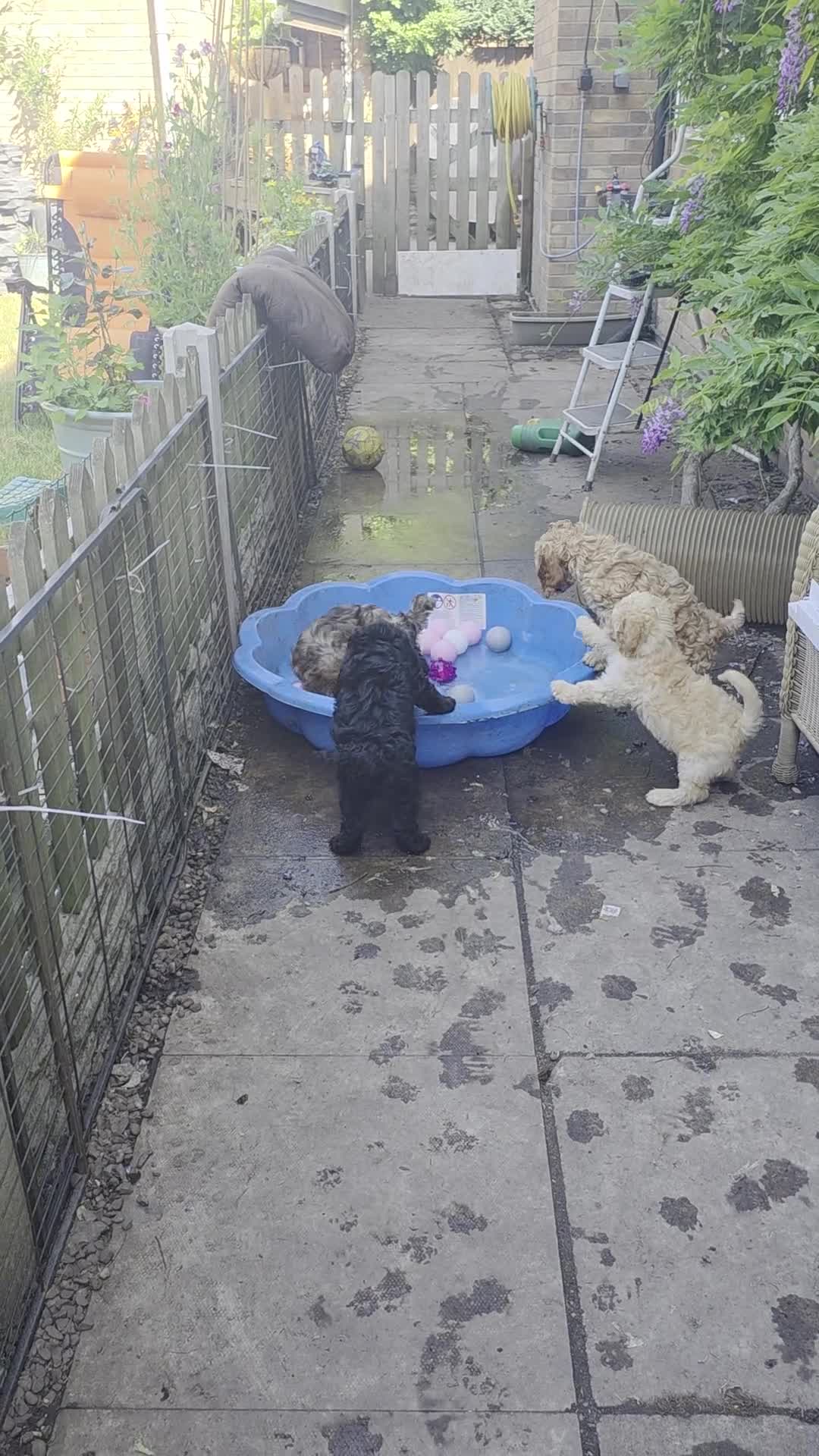 Cockapoo dogs for sale: Health Tested F1b Cockapoo Puppies - Video 2
