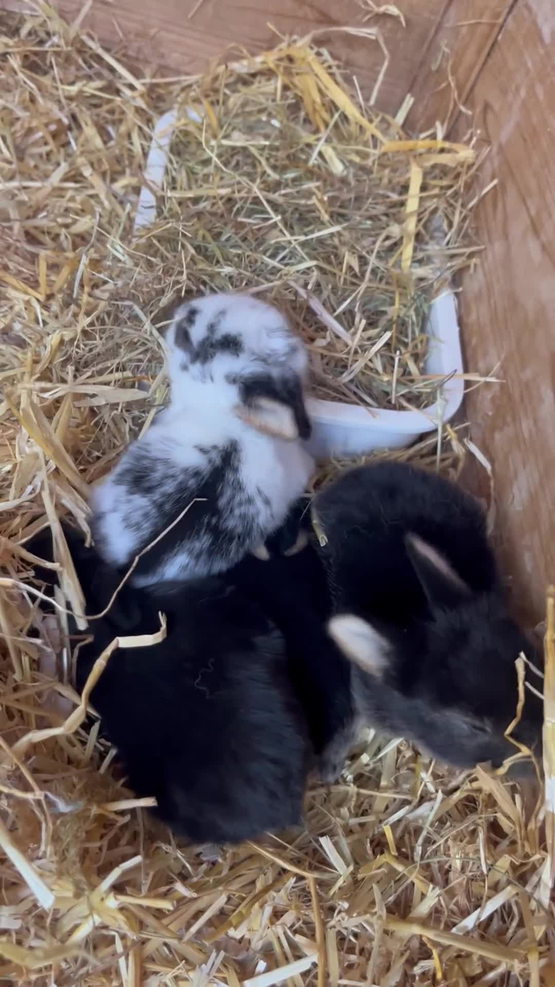 Mini Lop rabbits for sale: Mini lop kits for sale  - Video 2