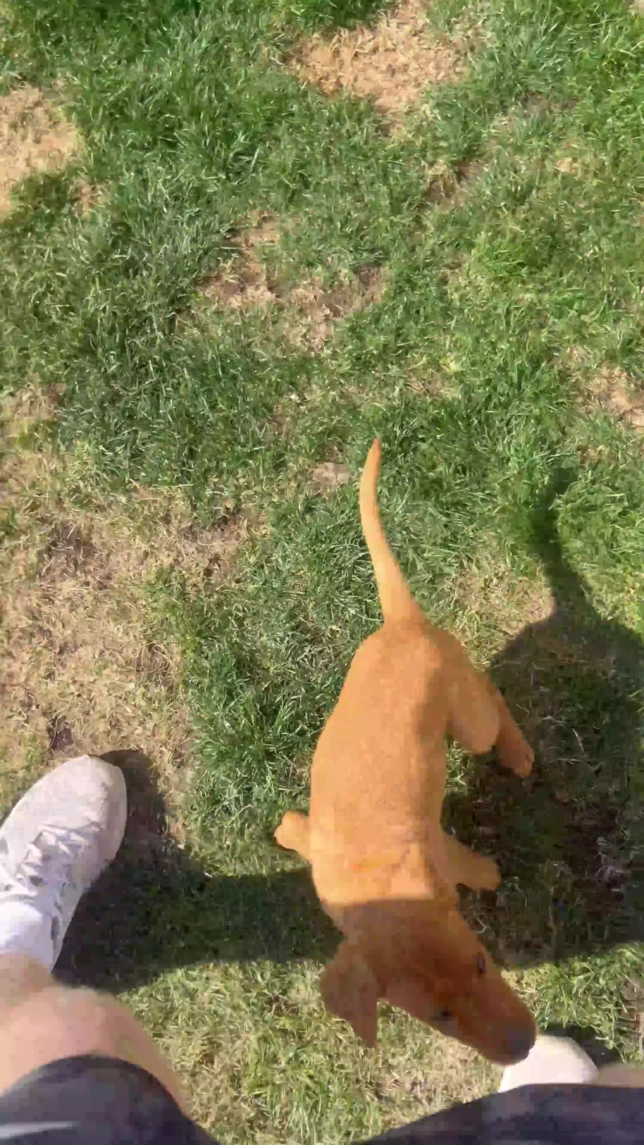 Labrador Retriever dogs for sale: 3 Beautiful Fox Labradors / 1 Boy / 2 Girls  - Video 2