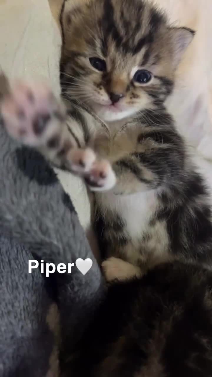 Mixed Breed cats for sale: two oriental x bengal x mainecoon kittens left - Video 3