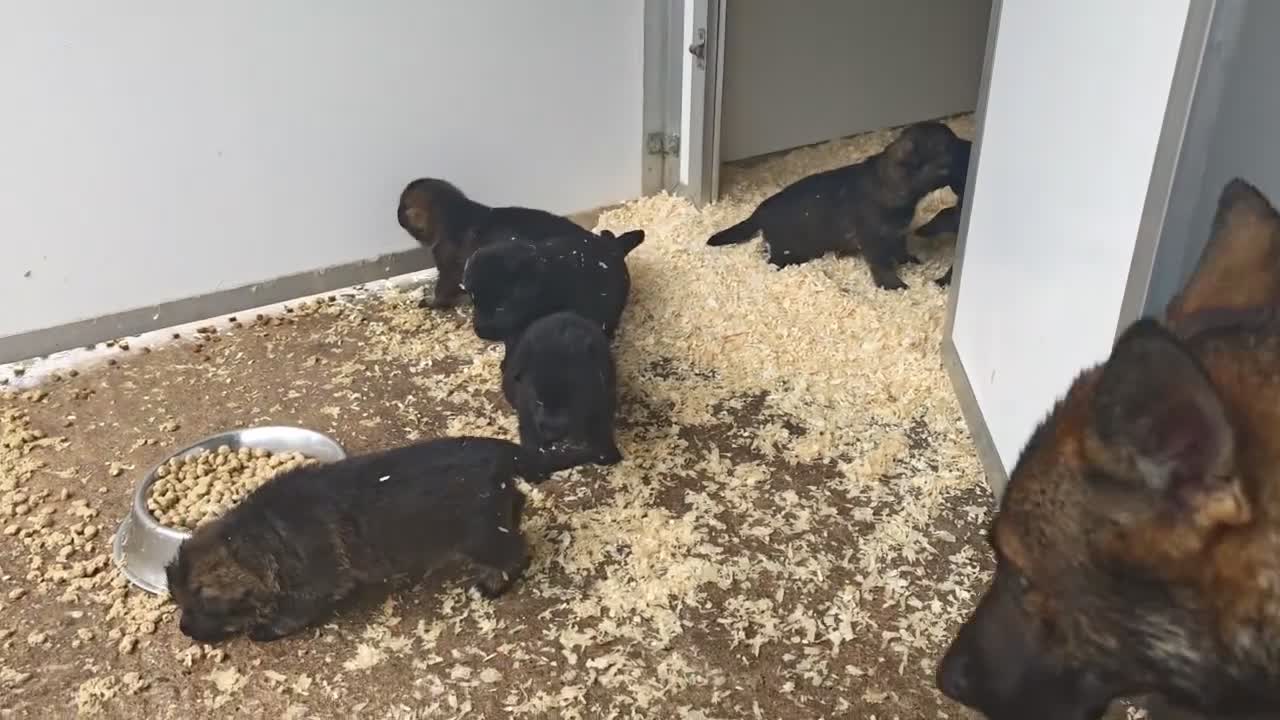 German Shepherd dogs for sale: German shepherd by Vom Geolupa Kennels  - Video 2