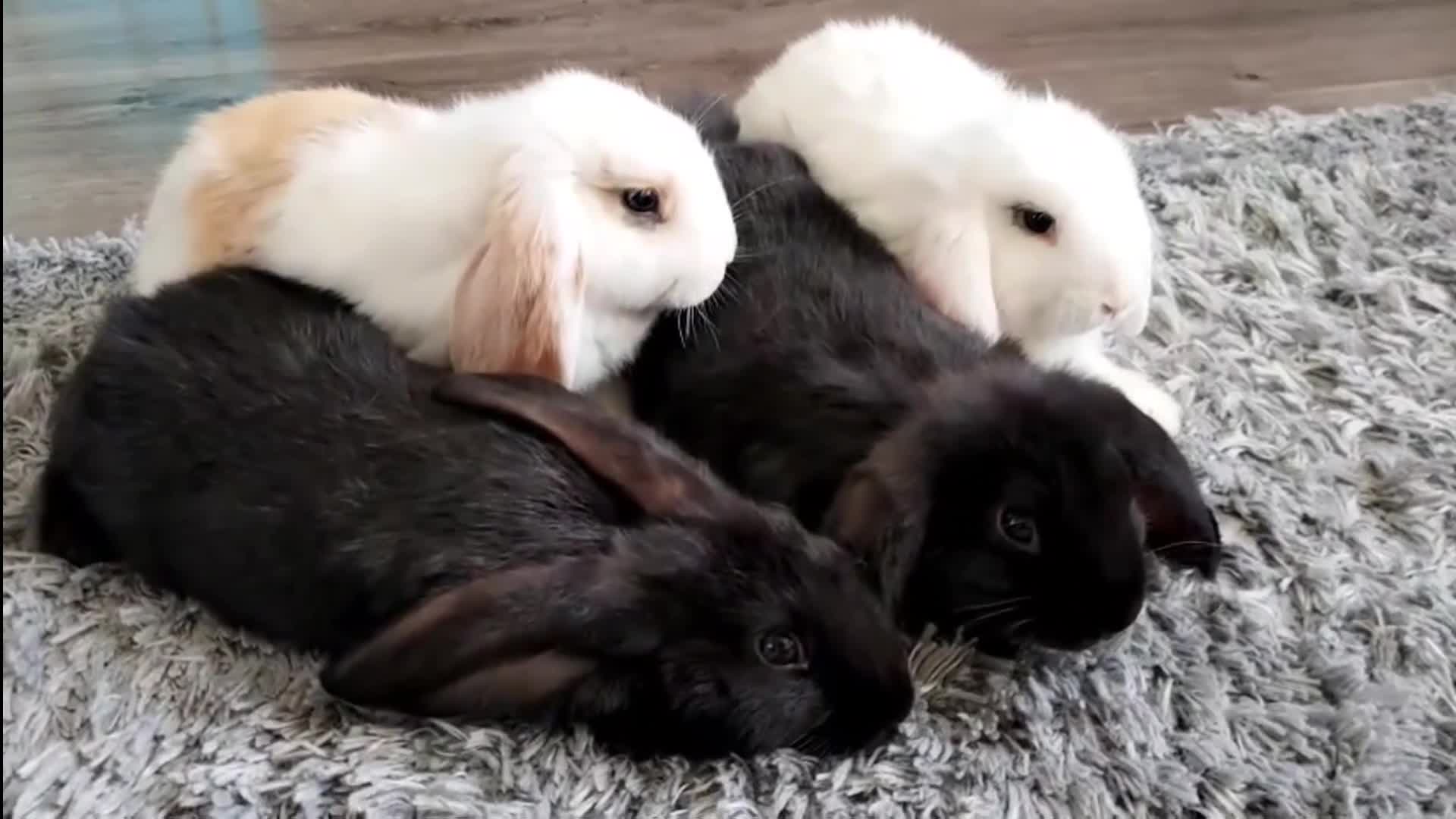 Mixed Breed rabbits for sale: Cute & Loving French x Mini Lop Ready!!! - Video 1