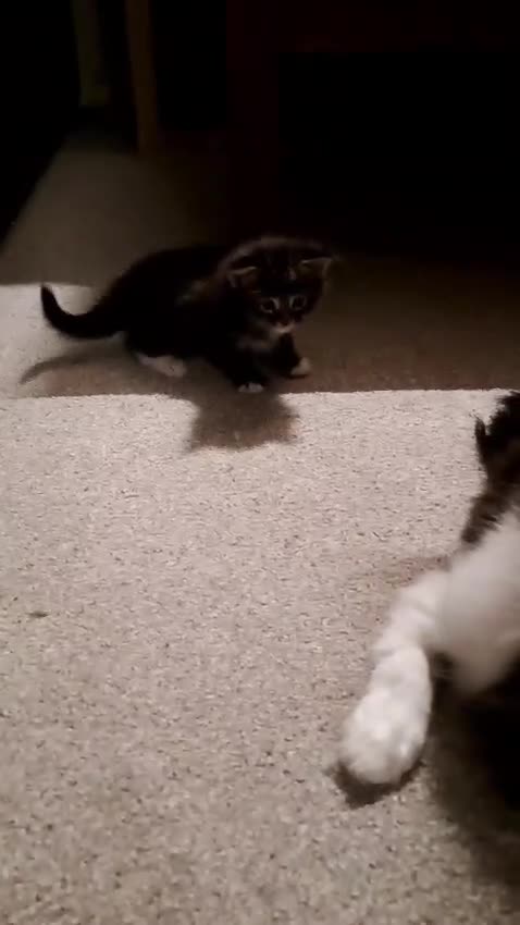 Maine Coon cats for sale: Pedigree Maine Coon kittens in Millom - Video 1