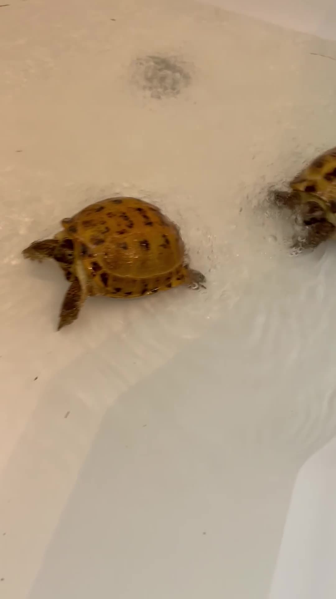 Tortoise reptiles for sale: Horsefield Tortoises Breeding Pair - Video 1