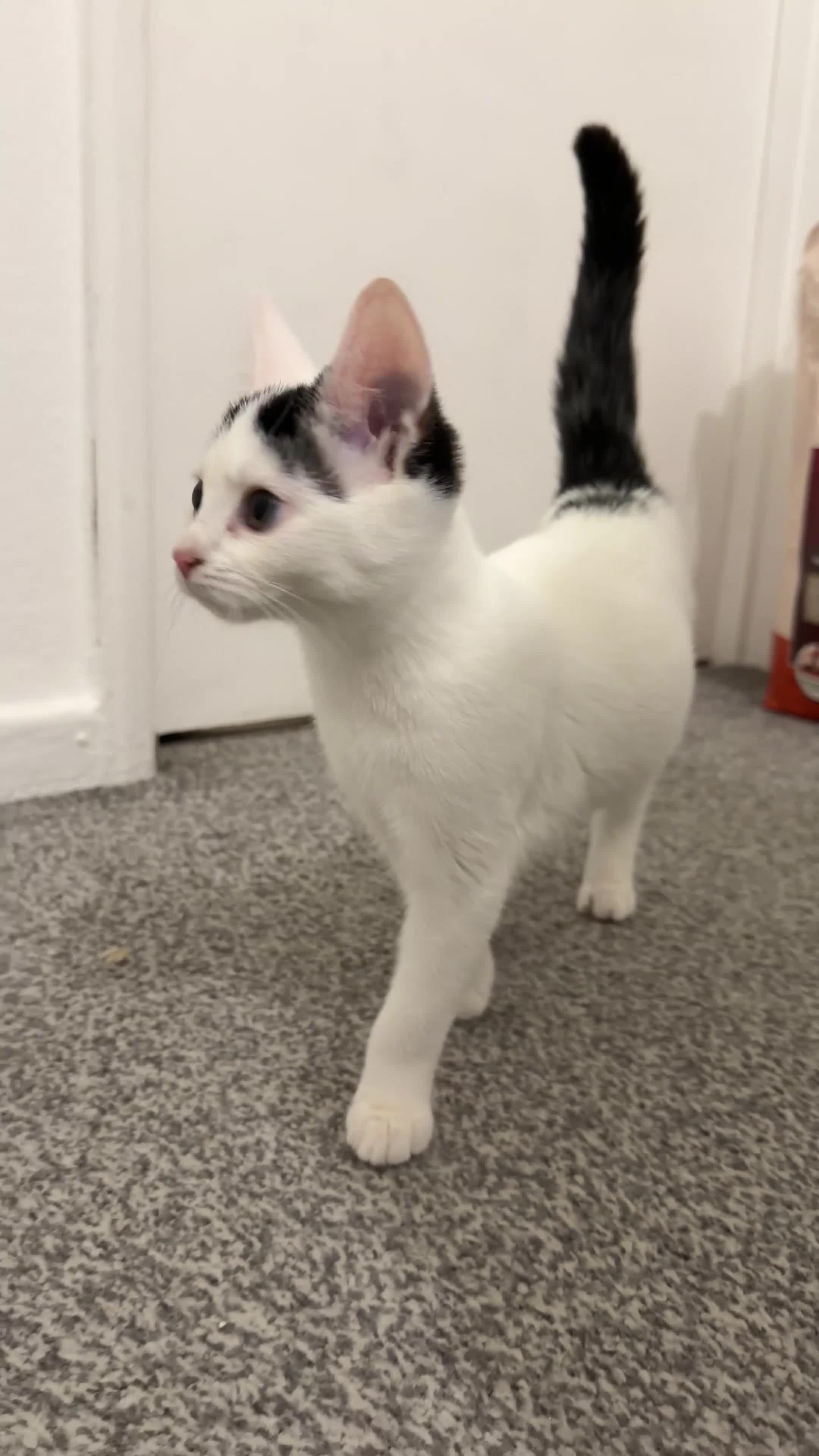 Domestic Shorthair cats for sale: Adorable Black & White Domestic Shorthair Kittens - Video 3