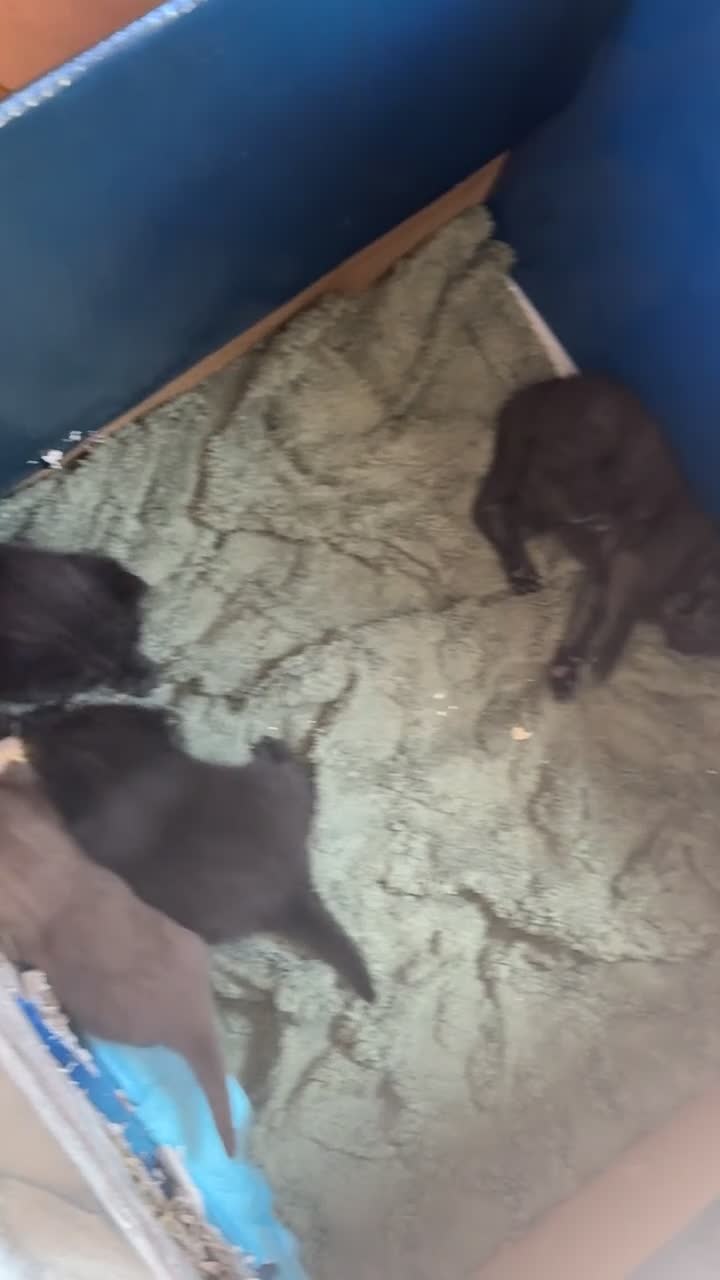 British Shorthair cats for sale: 4 British shorthair kittens  in Newton Aycliffe - Video 1