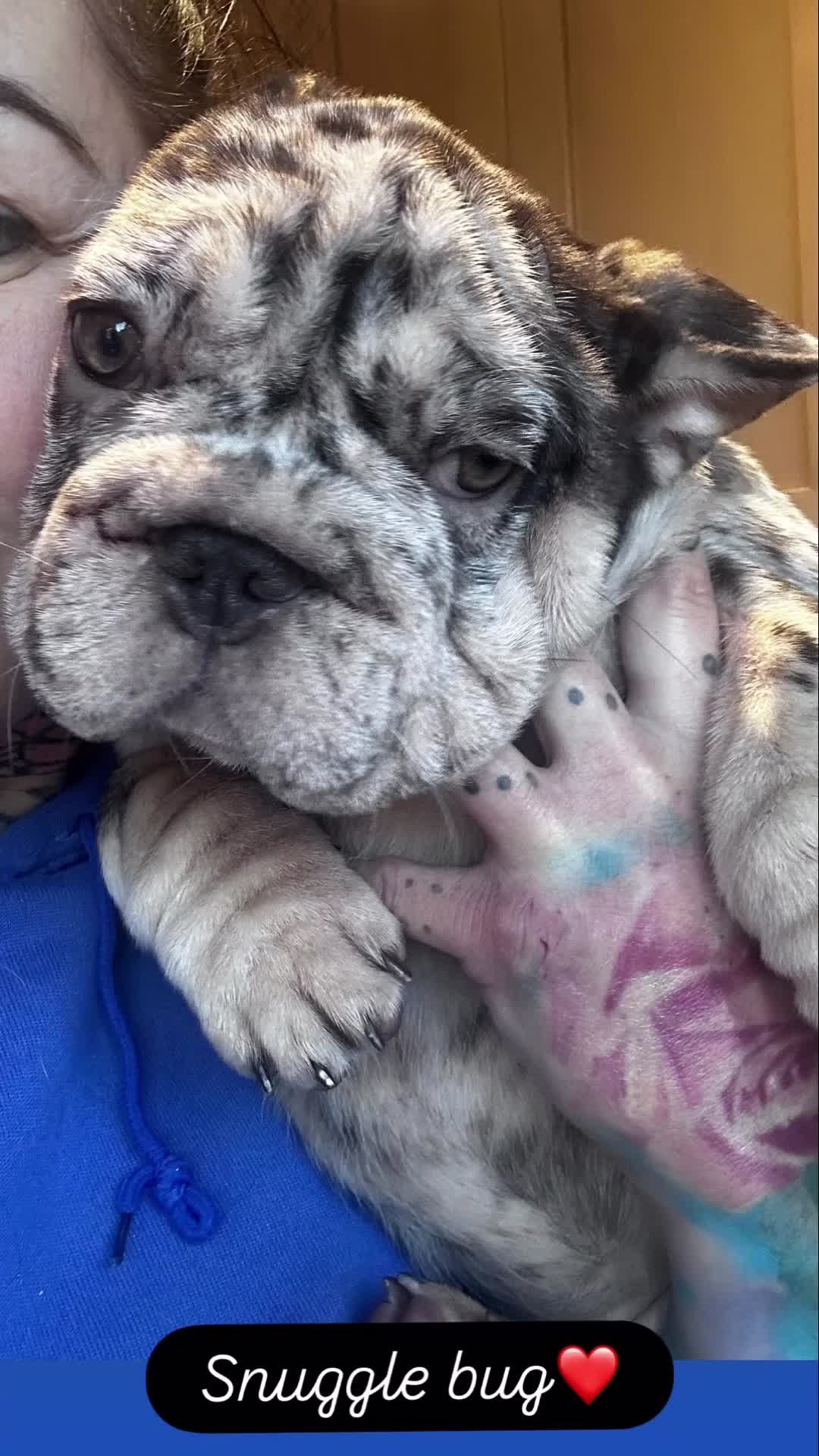 French Bulldog dogs for sale: Ready now-  Well bred, beautiful temperament pups - Video 5