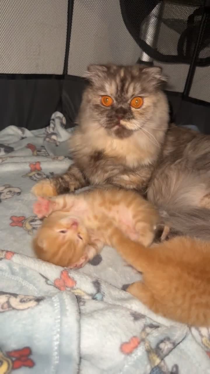 Scottish Fold cats for sale: Scottish fold kittens in Southend-on-Sea - Video 3