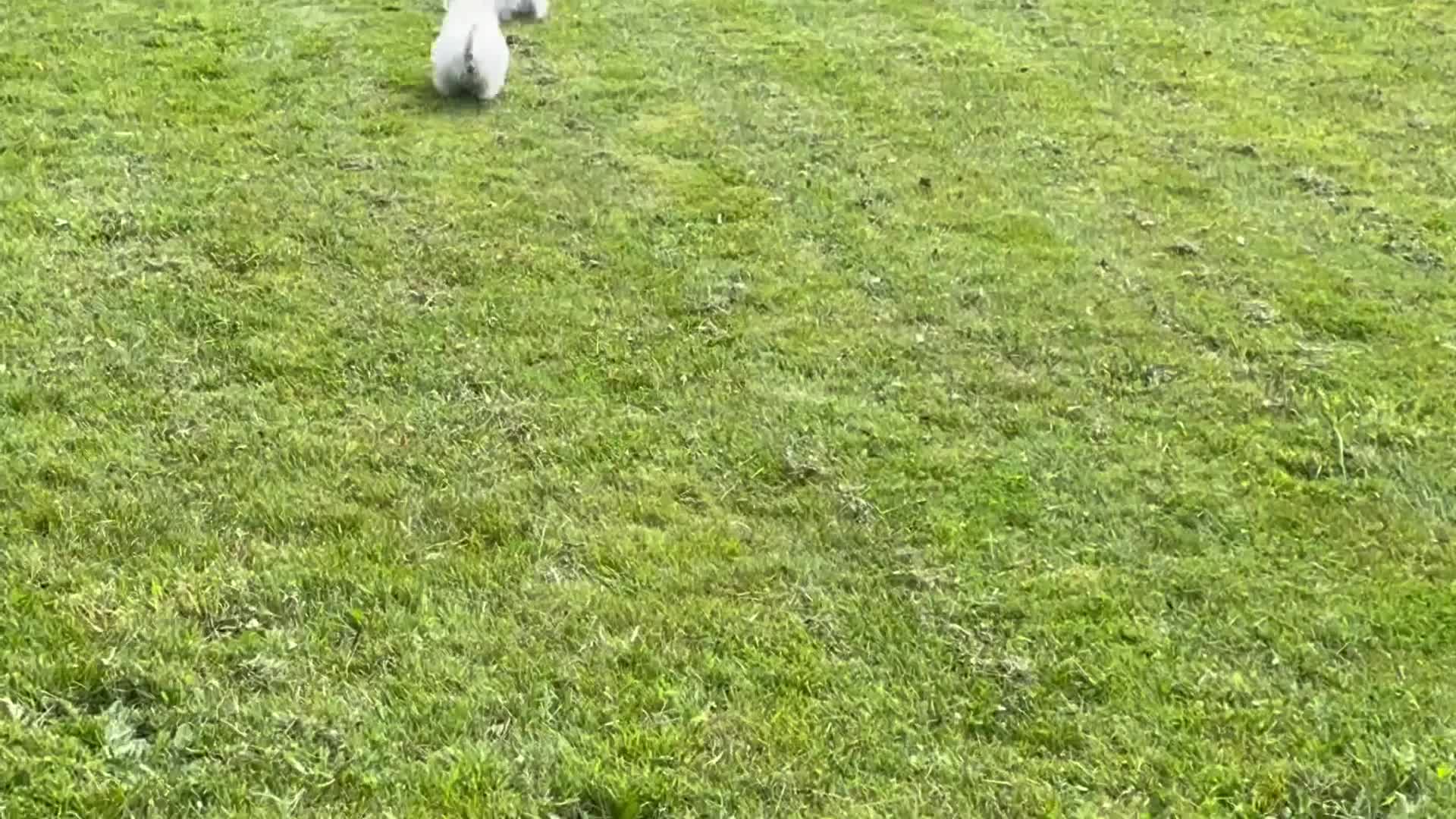 West Highland Terrier dogs for sale: Royal kennel club registered west highland white  - Video 3