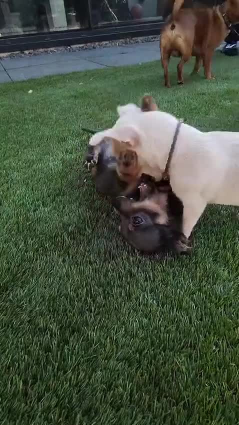 Chihuahua dogs for sale: 🐾Adorable Chihuahua Puppies Need 4ever Homes🐾 - Video 1