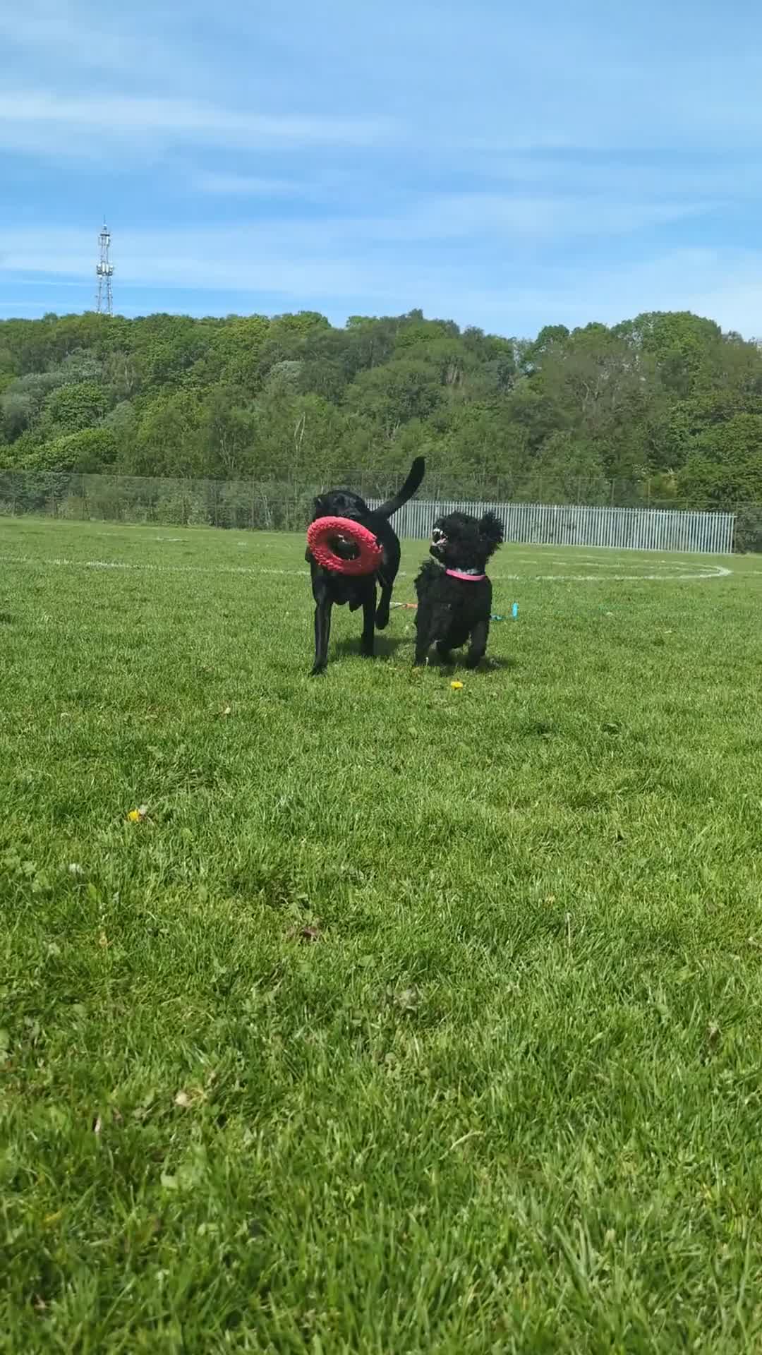 Aussiedoodle dogs for sale: Young active mix breed  - Video 1