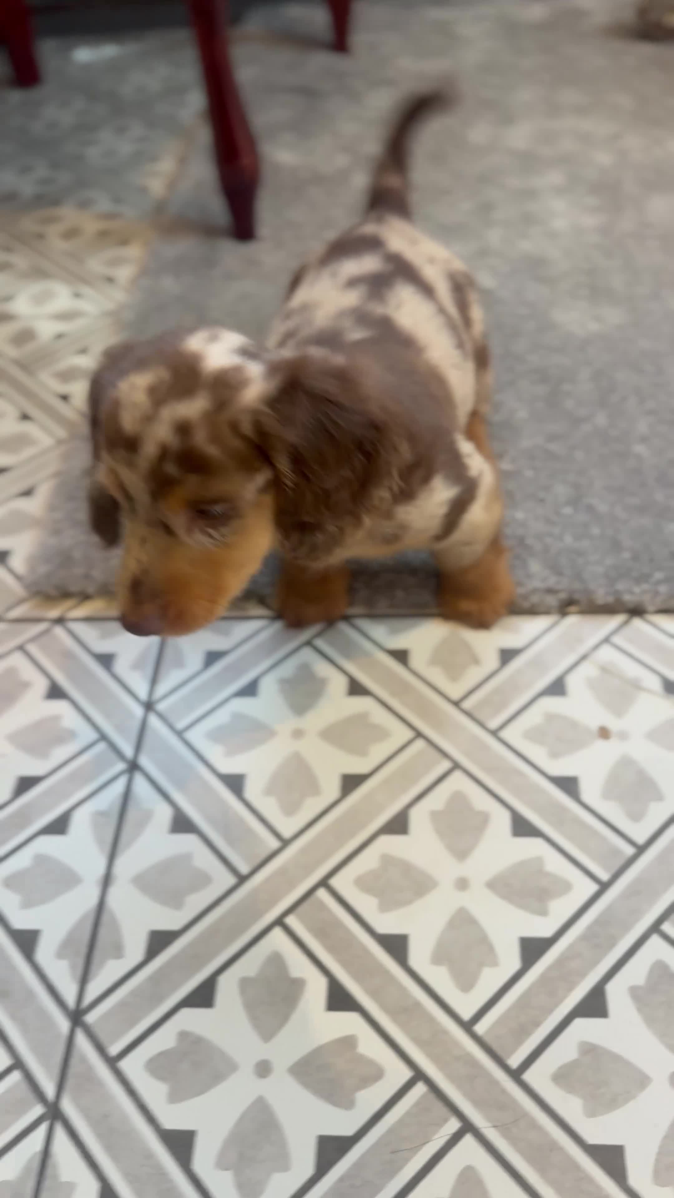 Miniature Dachshund dogs for sale: Long Hair Dachshund miniature Dapple  - Video 2