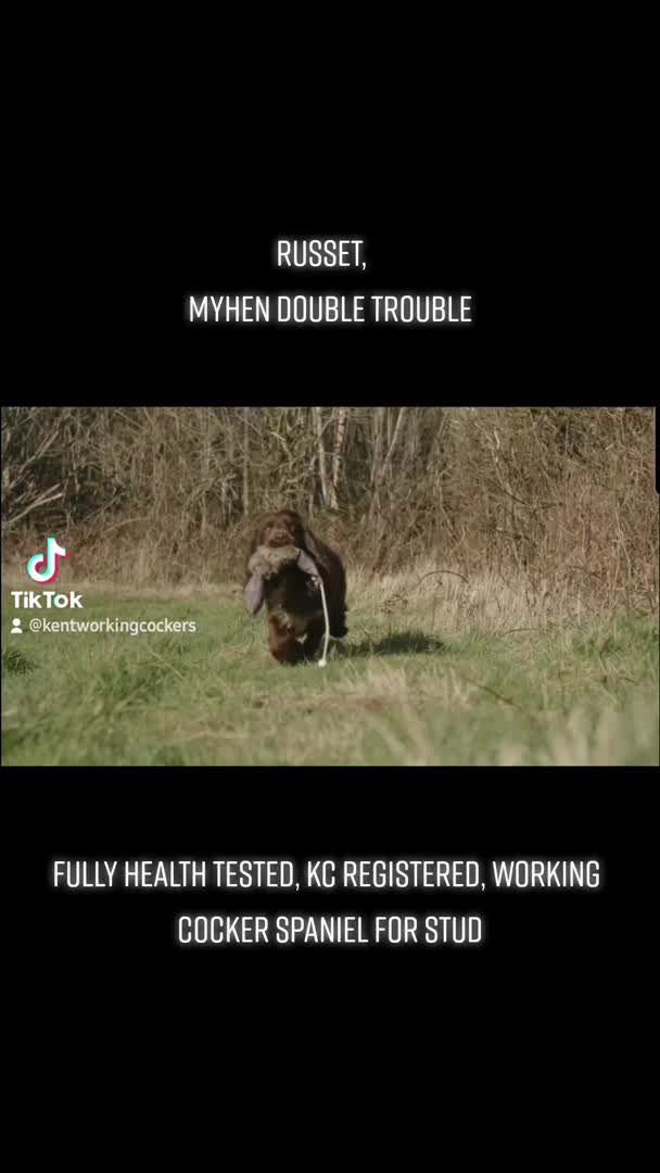 Cocker Spaniel dogs for stud: Champion Bred KC Cocker Spaniel & ALL Health Tests in Cranbrook - Video 3
