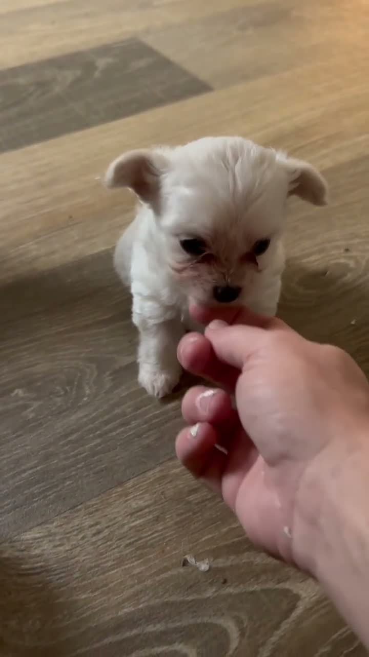 Mixed Breed dogs for sale: Bichon frise x chihuahua  - Video 2