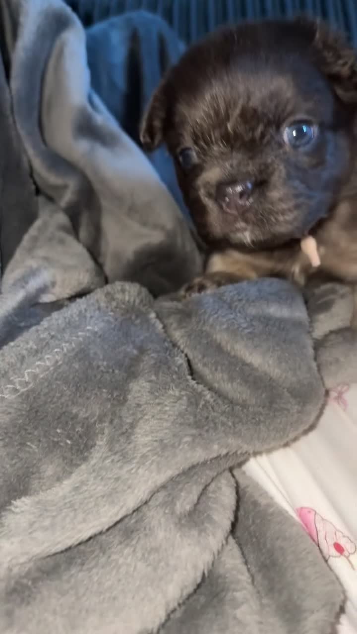 French Bulldog dogs for sale: 6 long haired French bulldogs for sale - Video 3