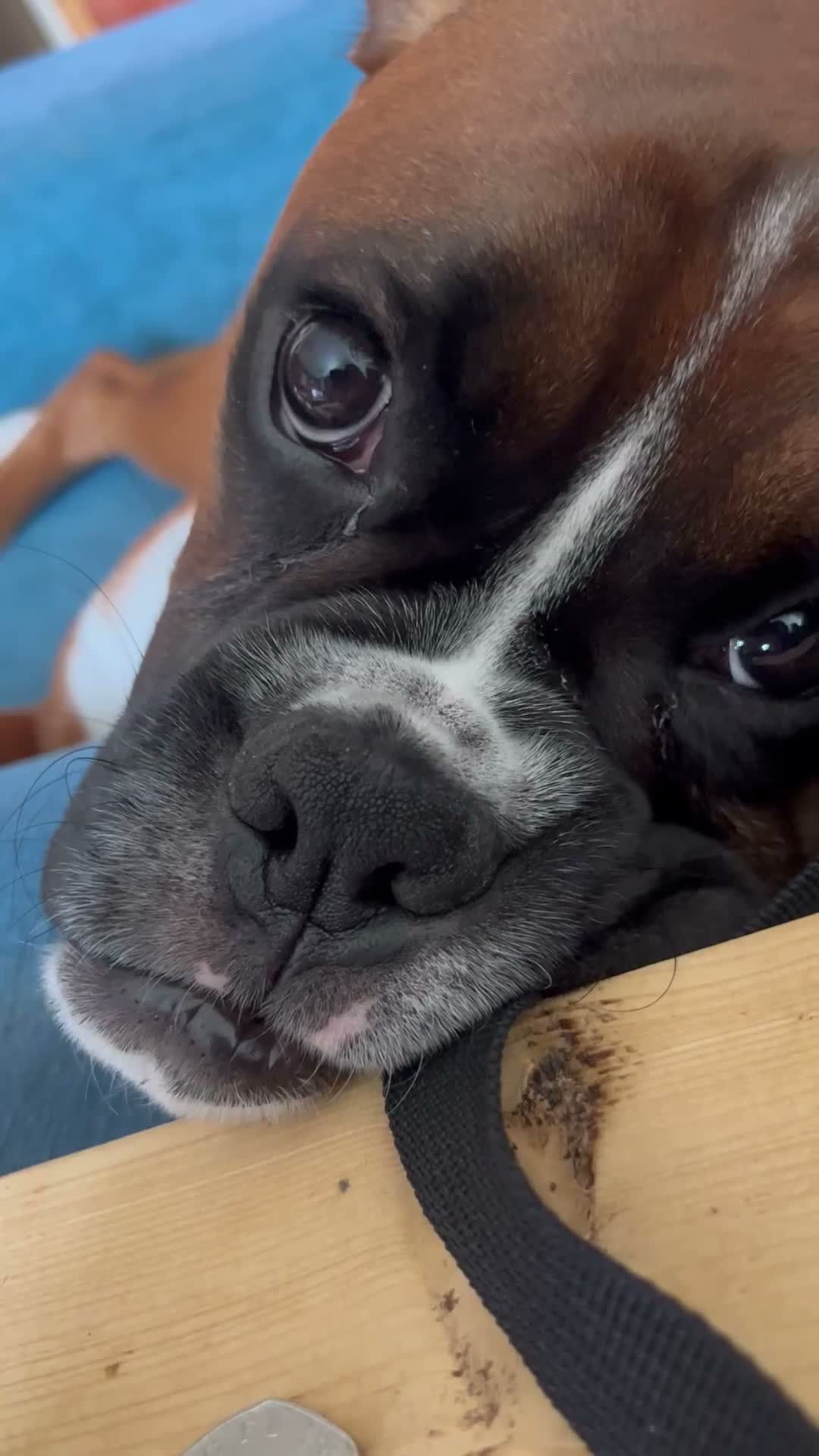Boxer dogs for sale: Full pedigree boxer approximately 8 months.  - Video 1