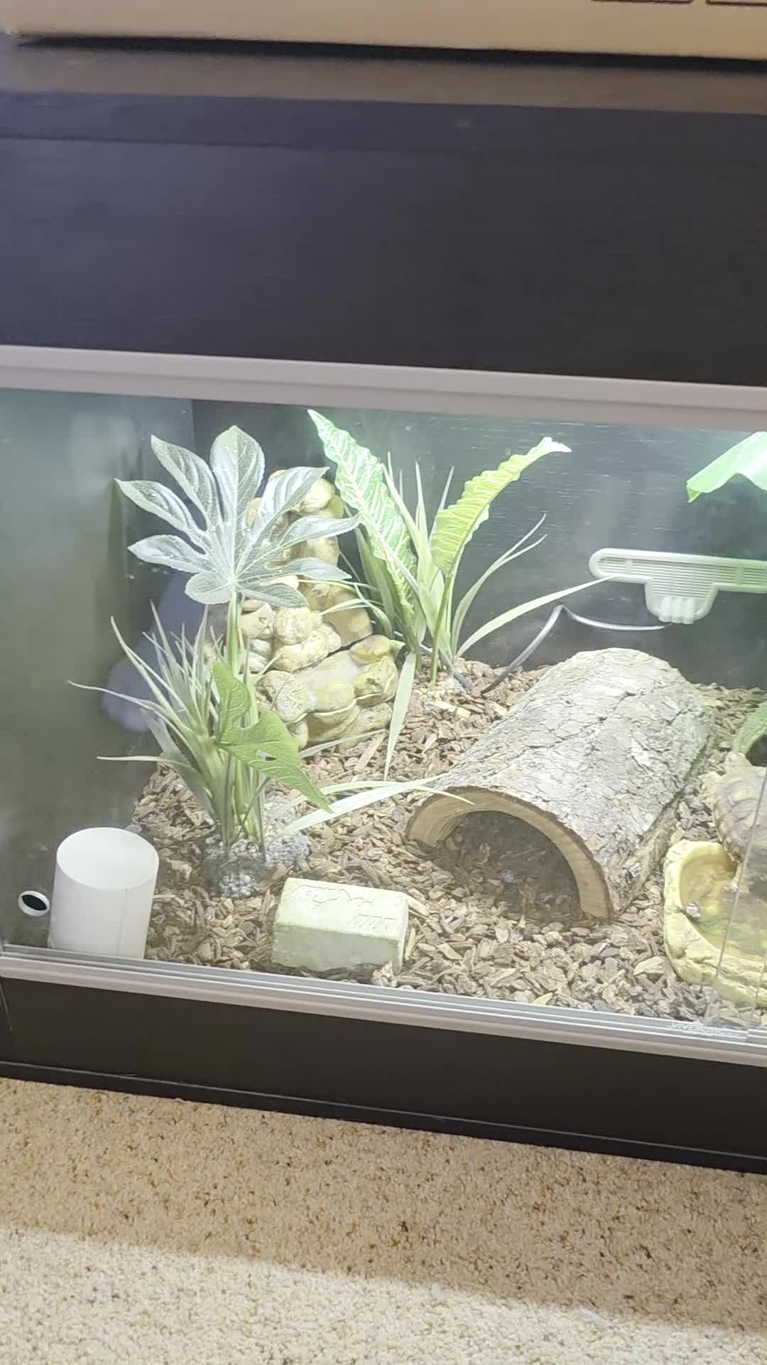 Tortoise reptiles for sale: Gorgeous Sulcata Tortoise with home & accessories - Video 3