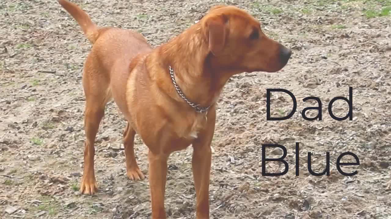 Labrador Retriever dogs for sale: Red Fox Labs : Health Checked-KC Reg-FTCH Pedigree - Video 2