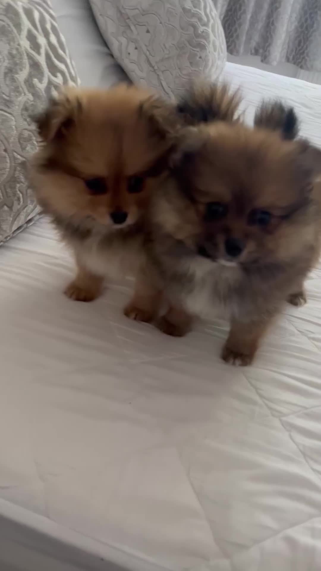 Pomeranian dogs for sale: Pomeranian girl  - Video 1