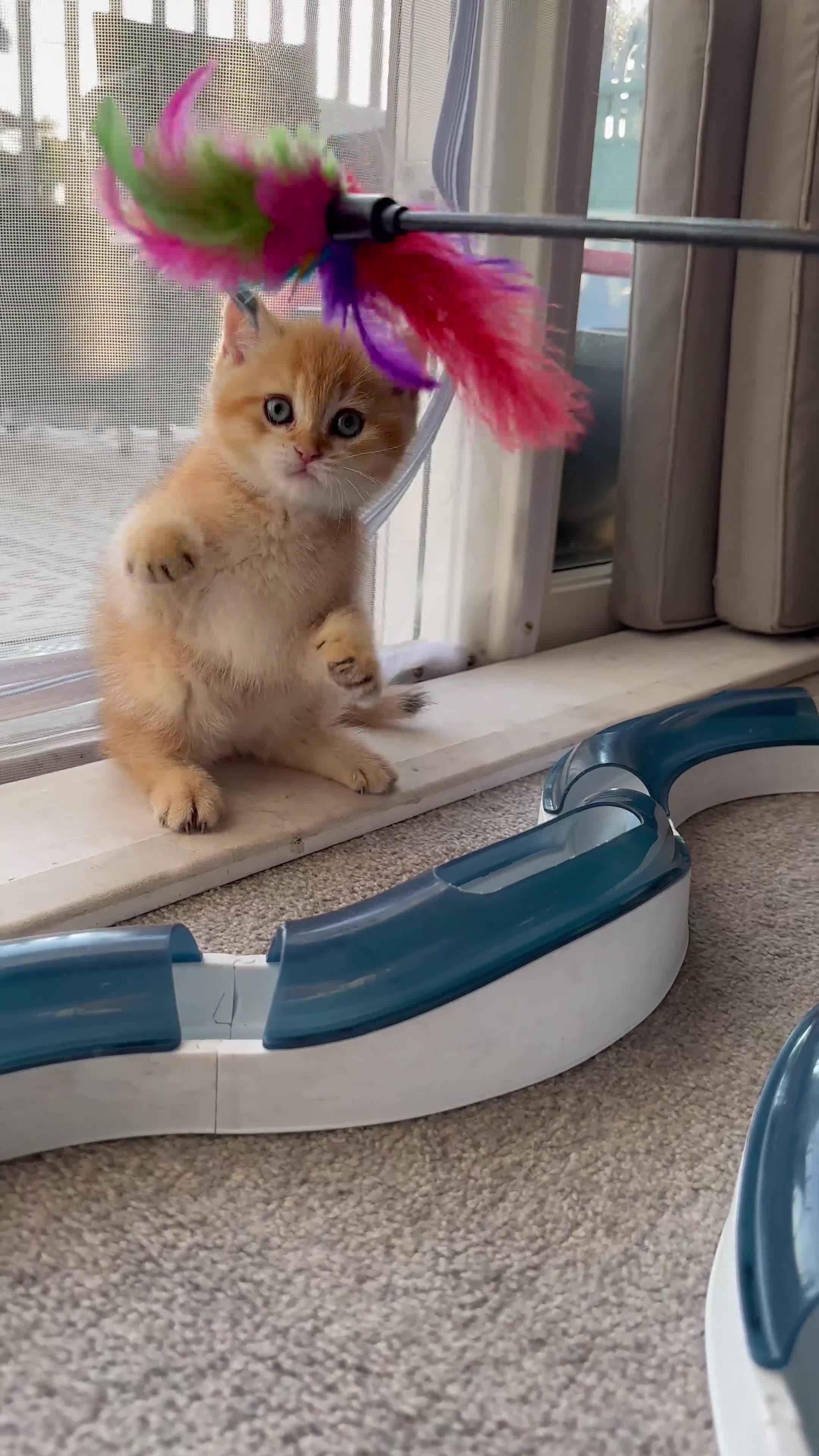 British Shorthair cats for sale:  Stunning chocolate golden British Shorthairs - Video 5