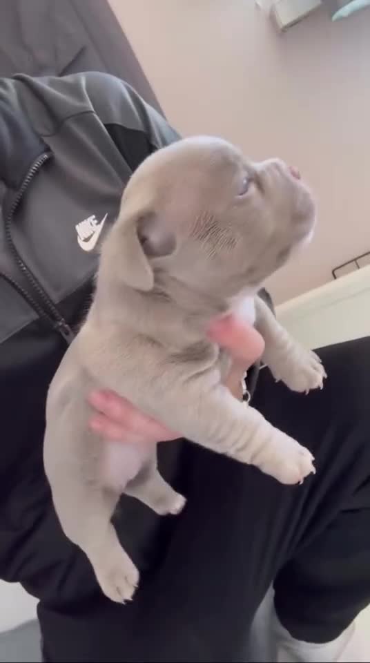 American Bully dogs for sale: Female bully - Video 2