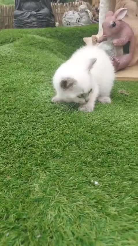 British Shorthair cats for sale: ♥️ Fun Loving British Shorthair Kittens♥️ - Video 1