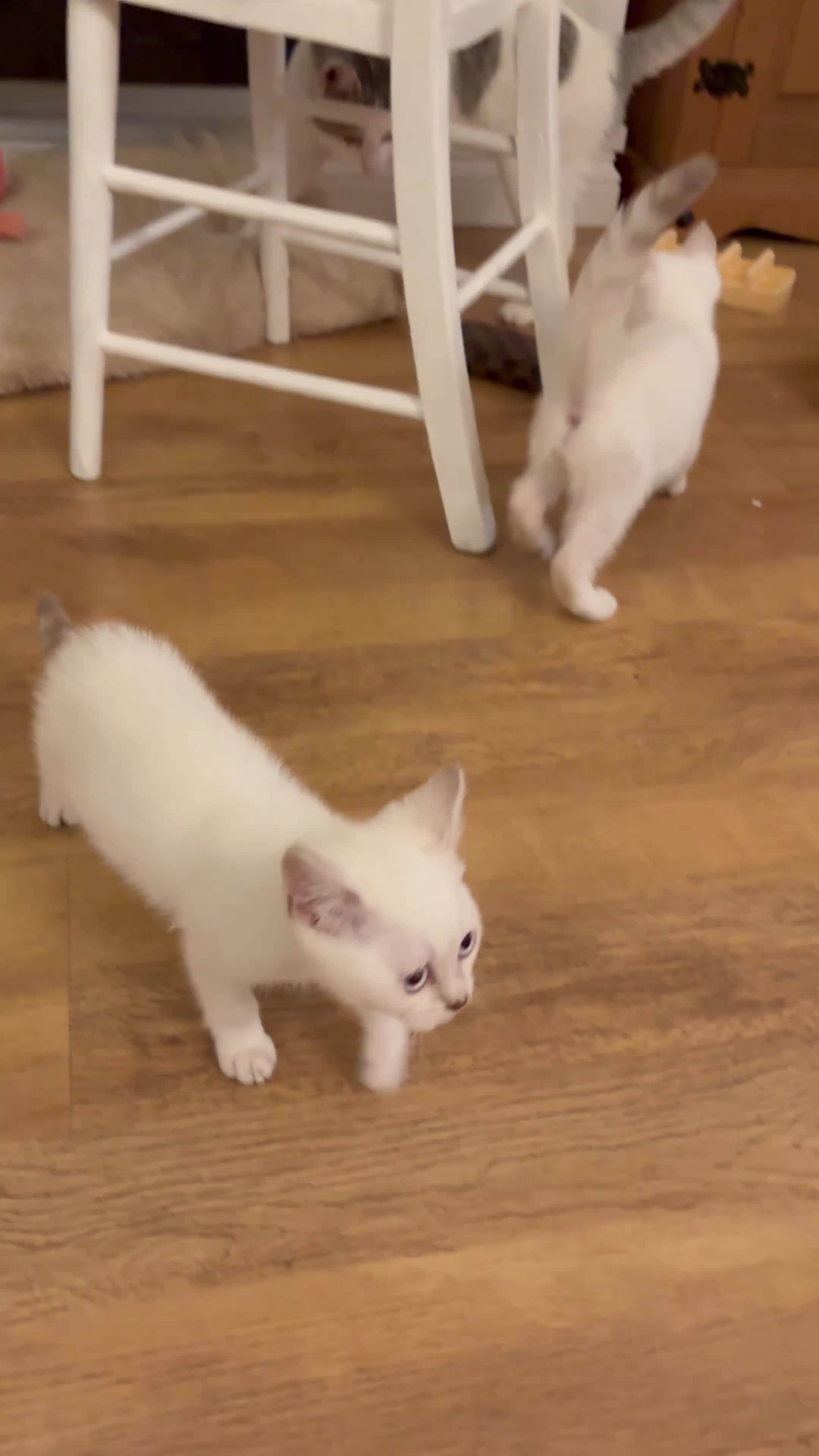 British Shorthair cats for sale: Two beautiful girls waiting for forever home  - Video 3