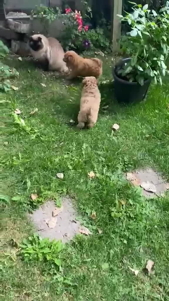 Miniature Poodle dogs for sale: Miniature Poodles - Video 1