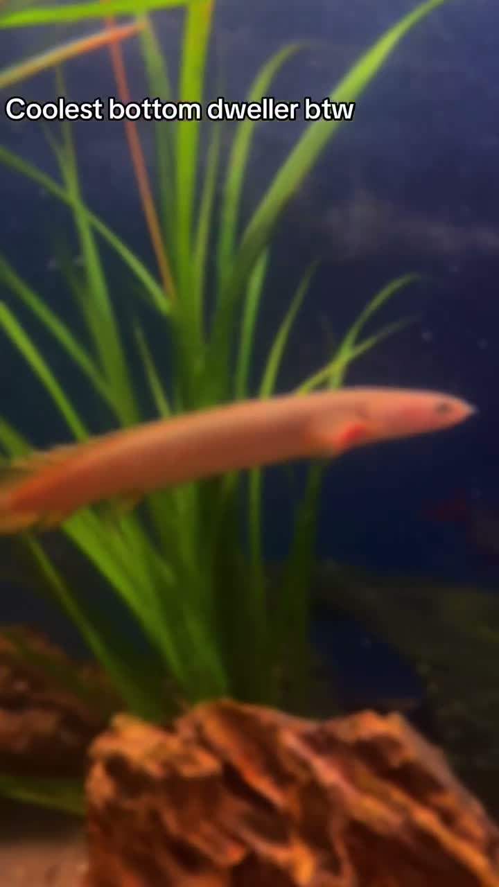 Other/Mixed Breed fish for sale: XL Senegal Bichir +15cm - Video 1