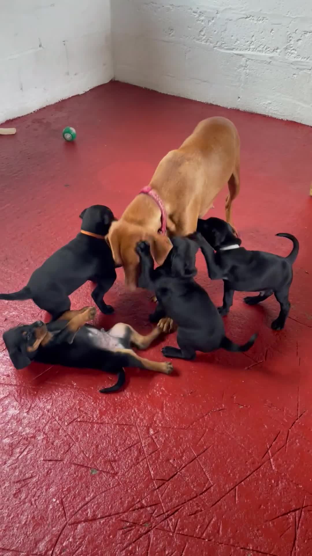 Mixed Breed dogs for sale: Rottweiler/vizsla - Video 1