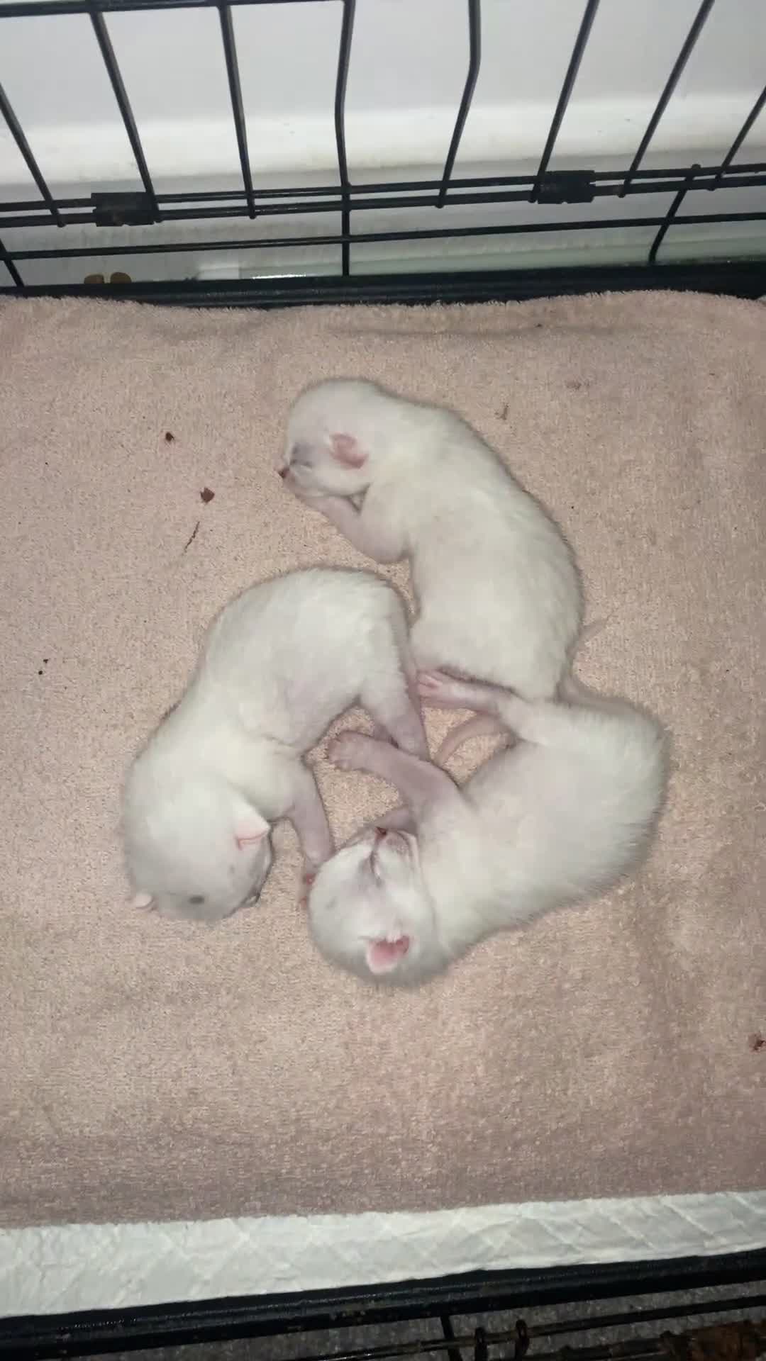 Mixed Breed cats for sale: White kitten  in Preston - Video 1