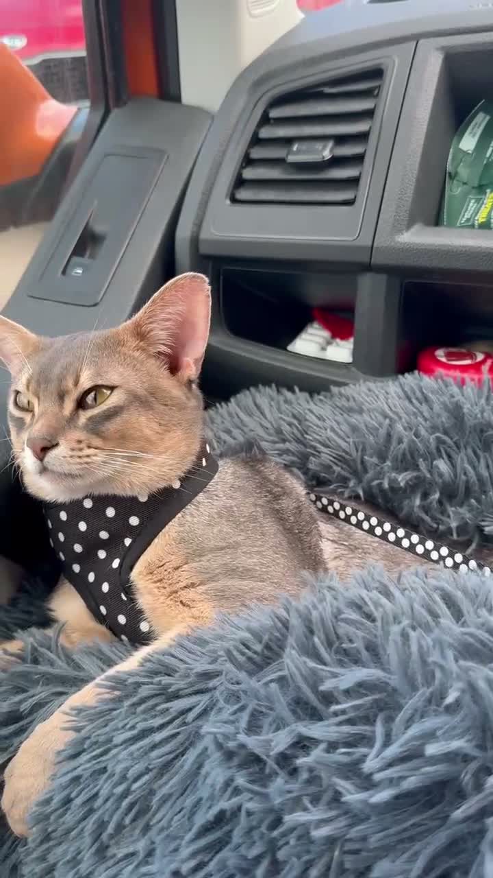 Abyssinian cats for stud: Grand Champion blue Abby. Atlantis - Video 1