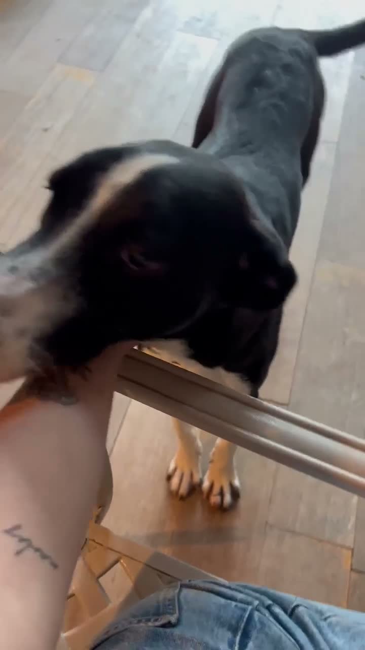 Mixed Breed dogs for adoption: Panda is looking for her forever home  in Newton Abbot - Video 2