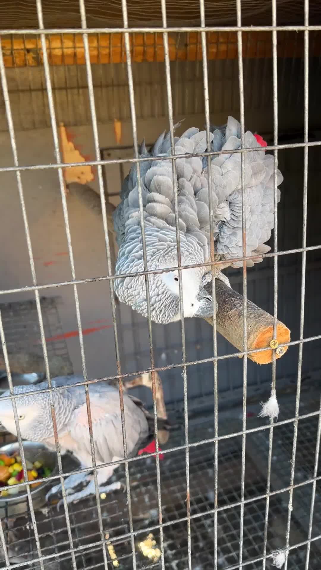 Parrots birds for sale: Breeding pair African greys - Video 1