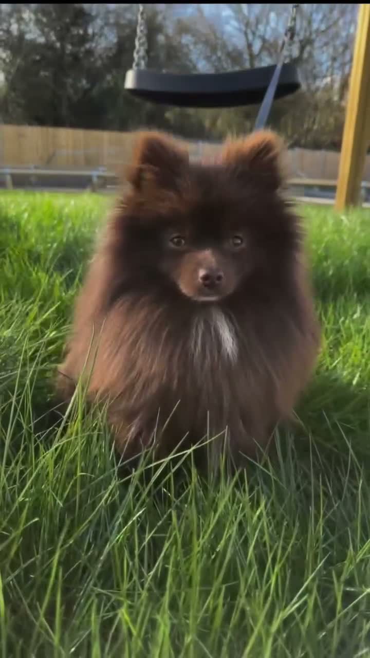 Pomeranian dogs for stud: Exceptional chocolate teddy coat Pomeranian stud - Video 1